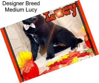 Designer Breed Medium Lucy