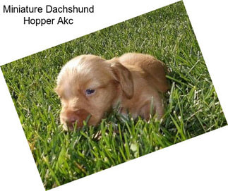 Miniature Dachshund Hopper Akc