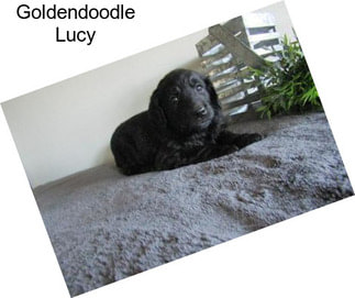 Goldendoodle Lucy