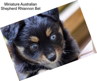 Miniature Australian Shepherd Rhiannon Bet