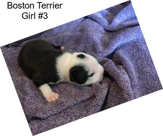 Boston Terrier Girl #3