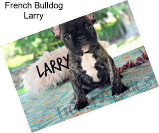 French Bulldog Larry