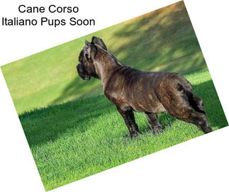 Cane Corso Italiano Pups Soon