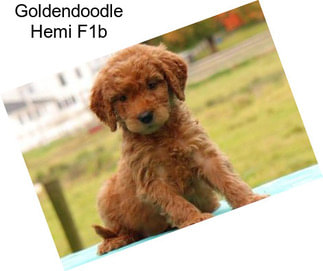 Goldendoodle Hemi F1b