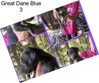 Great Dane Blue 3