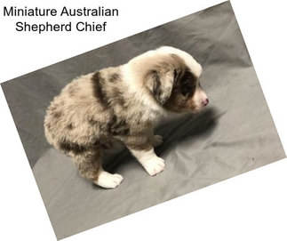 Miniature Australian Shepherd Chief