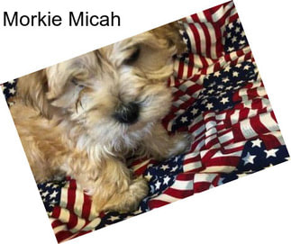 Morkie Micah