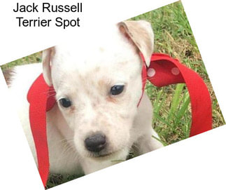 Jack Russell Terrier Spot