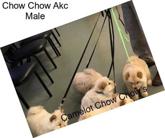 Chow Chow Akc Male