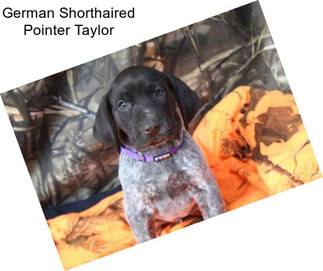 German Shorthaired Pointer Taylor