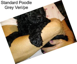 Standard Poodle Grey Veri/pe