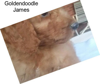 Goldendoodle James