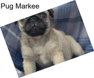 Pug Markee