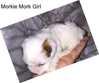 Morkie Mork Girl