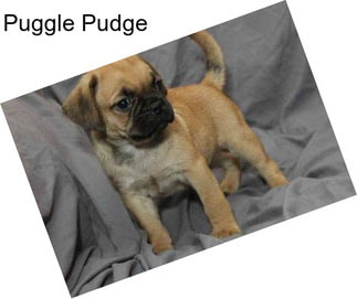 Puggle Pudge
