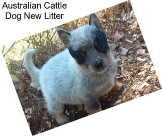 Australian Cattle Dog New Litter