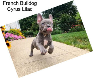 French Bulldog Cyrus Lilac