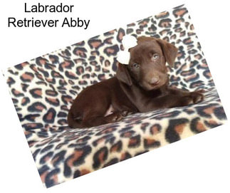 Labrador Retriever Abby