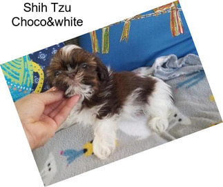 Shih Tzu Choco&white