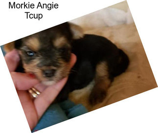 Morkie Angie Tcup