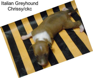 Italian Greyhound Chrissy/ckc