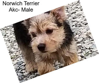 Norwich Terrier Akc- Male