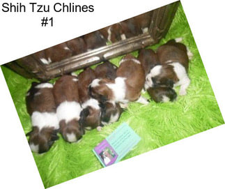 Shih Tzu Chlines #1