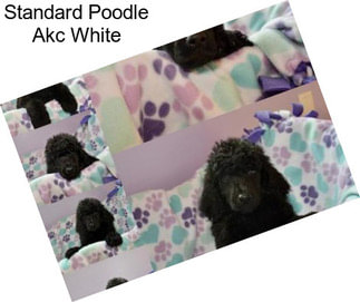 Standard Poodle Akc White