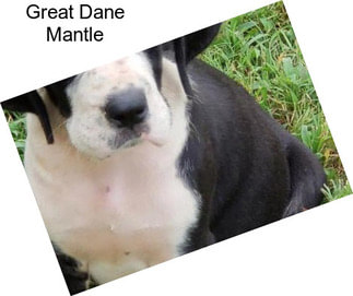 Great Dane Mantle