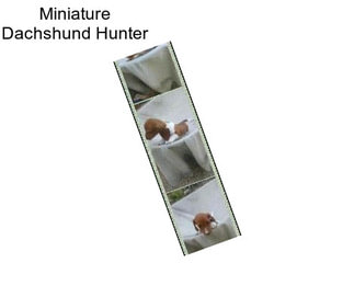 Miniature Dachshund Hunter