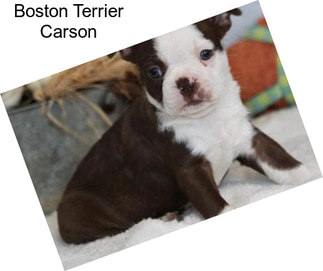 Boston Terrier Carson
