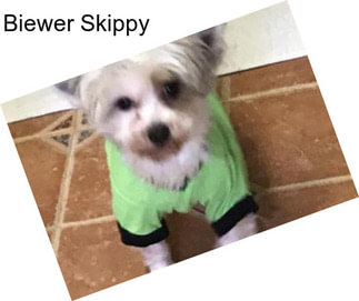 Biewer Skippy