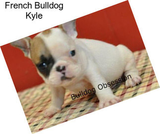French Bulldog Kyle