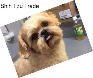 Shih Tzu Trade