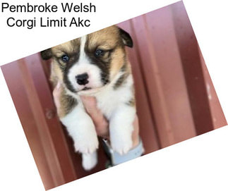 Pembroke Welsh Corgi Limit Akc