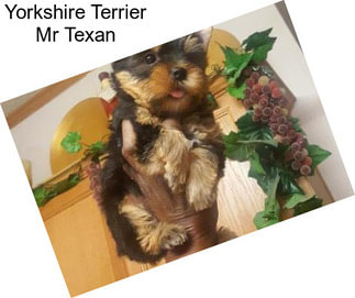 Yorkshire Terrier Mr Texan