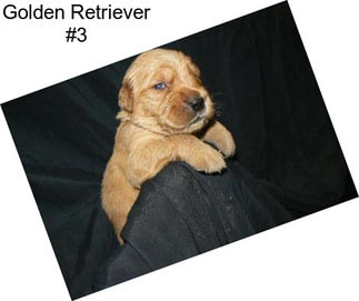 Golden Retriever #3