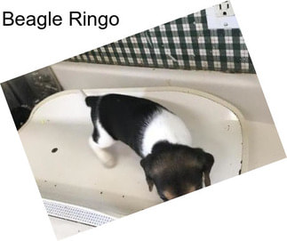 Beagle Ringo