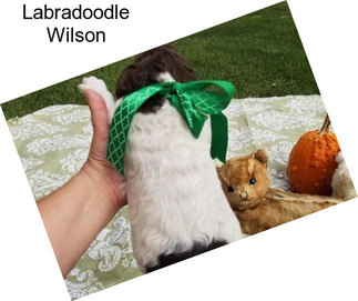 Labradoodle Wilson