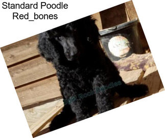 Standard Poodle Red_bones