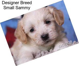 Designer Breed Small Sammy