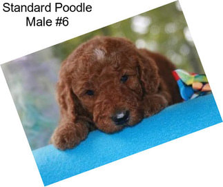 Standard Poodle Male #6