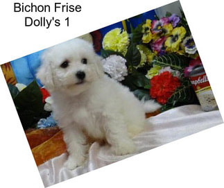 Bichon Frise Dolly\'s 1