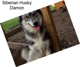 Siberian Husky Damon