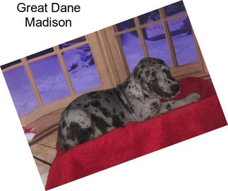 Great Dane Madison