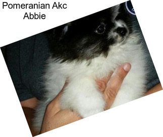 Pomeranian Akc Abbie