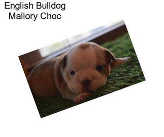 English Bulldog Mallory Choc