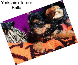 Yorkshire Terrier Bella