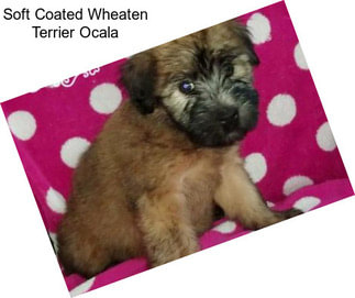 Soft Coated Wheaten Terrier Ocala