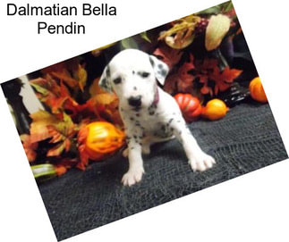 Dalmatian Bella Pendin